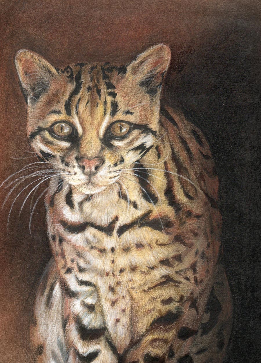 Ocelot